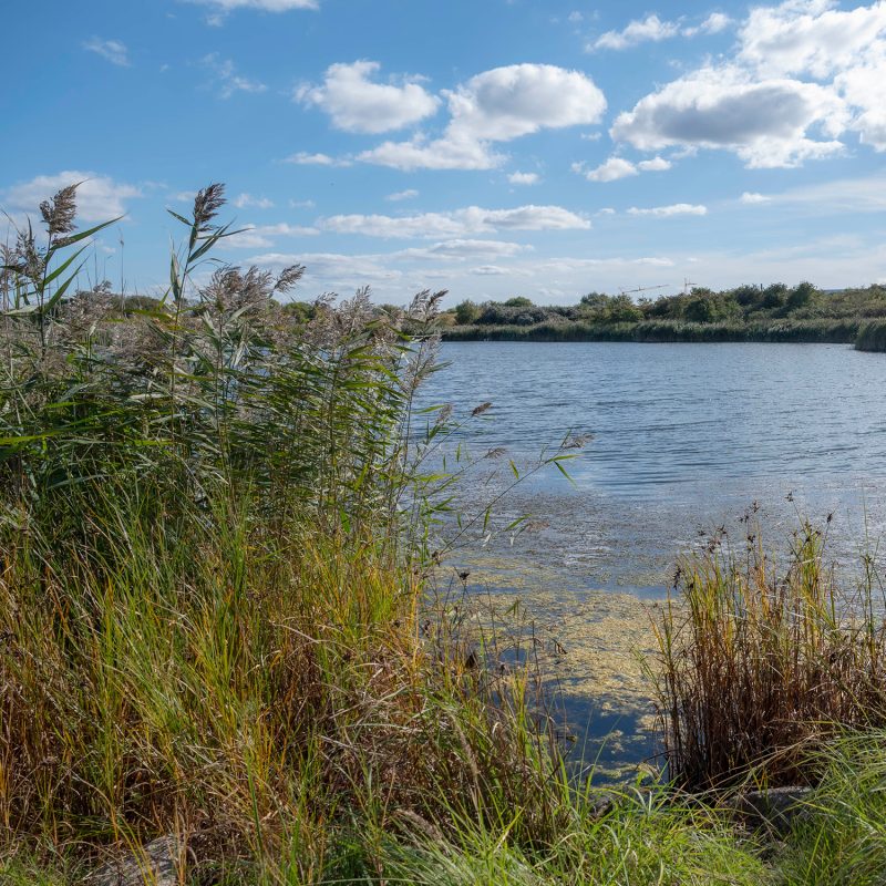 Vand, buskads og himmel ved Nordhavnstippen