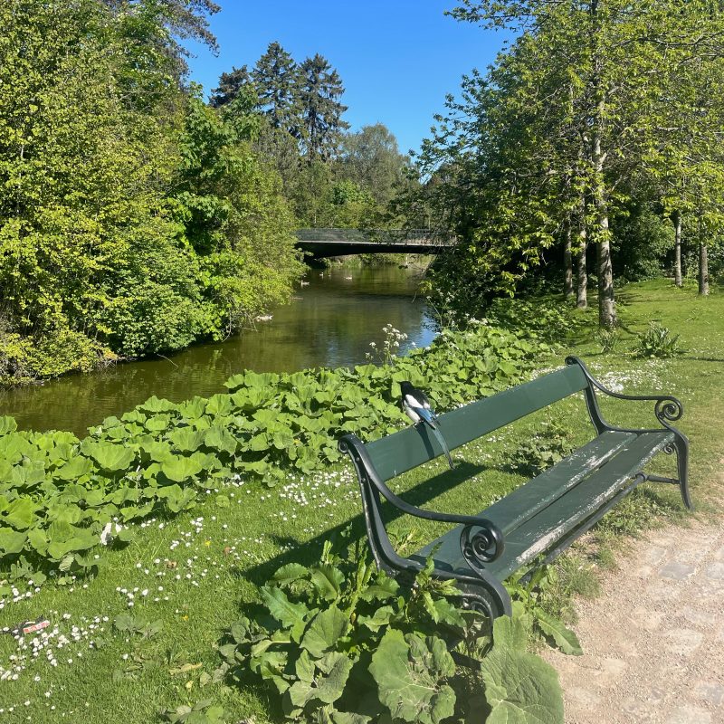 Bench in Faelledparken
