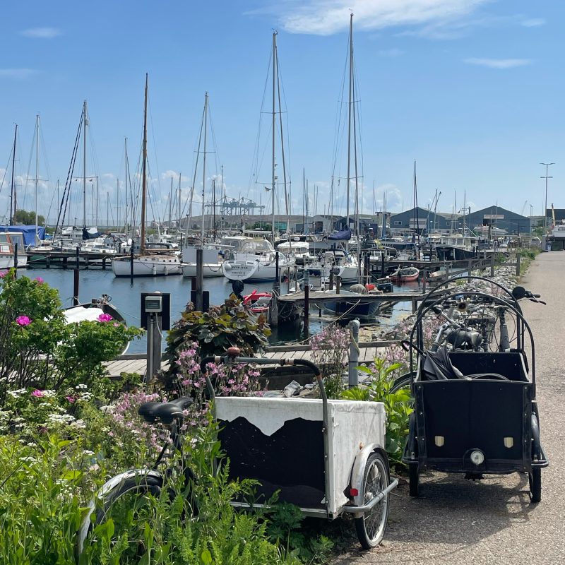 Sailing boats fishing harbor